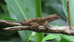 Image of Puerto Rican Crested Anole