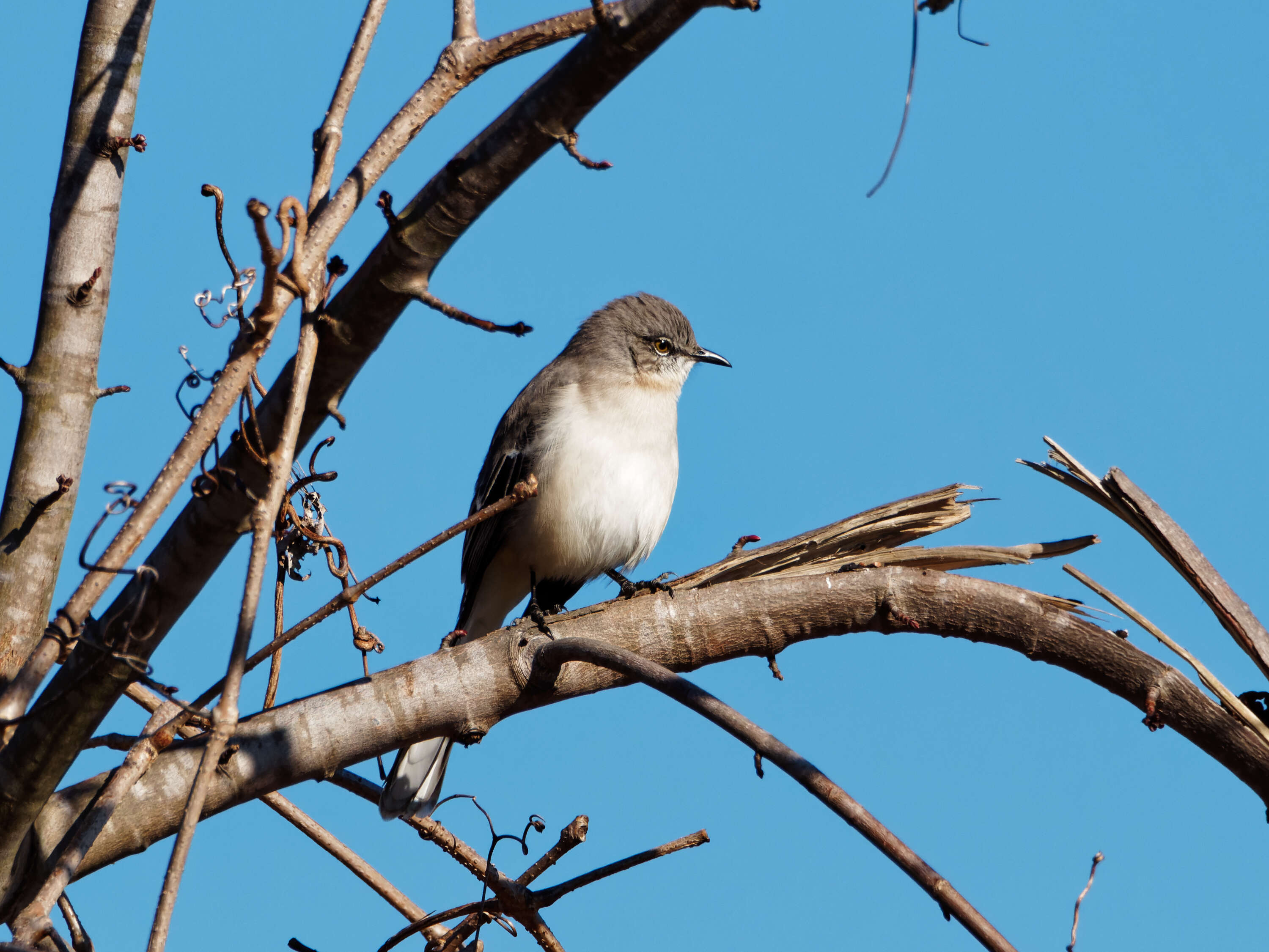 Image of Northern Mockingbird