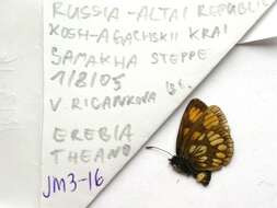 Image of Erebia theano