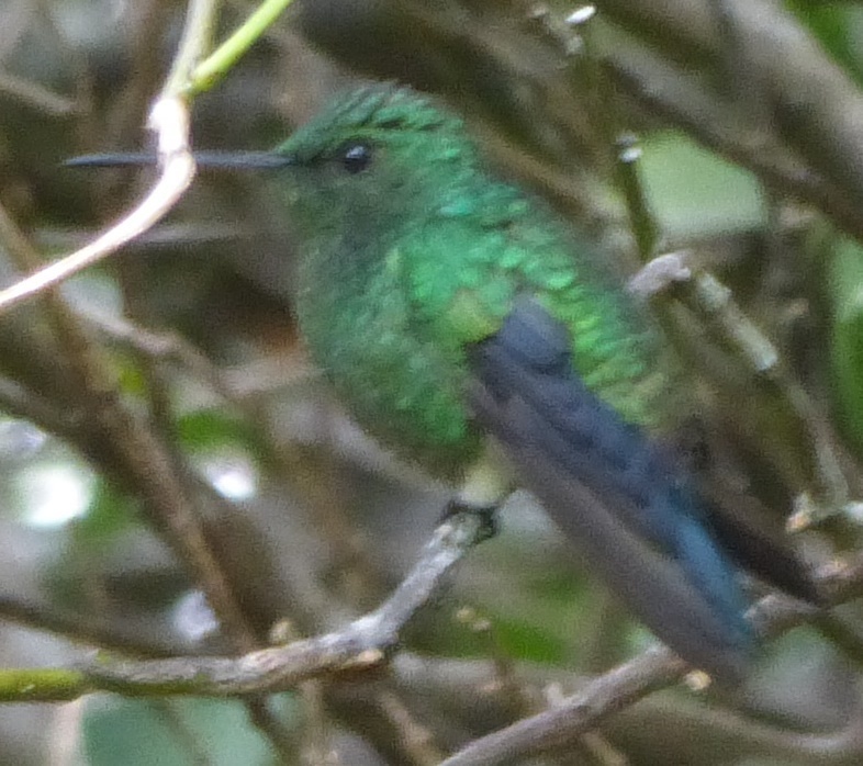 Image of steely-vented hummingbird