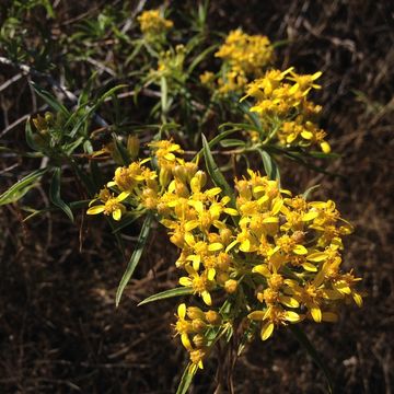 Image of <i>Barkleyanthus salicifolius</i>