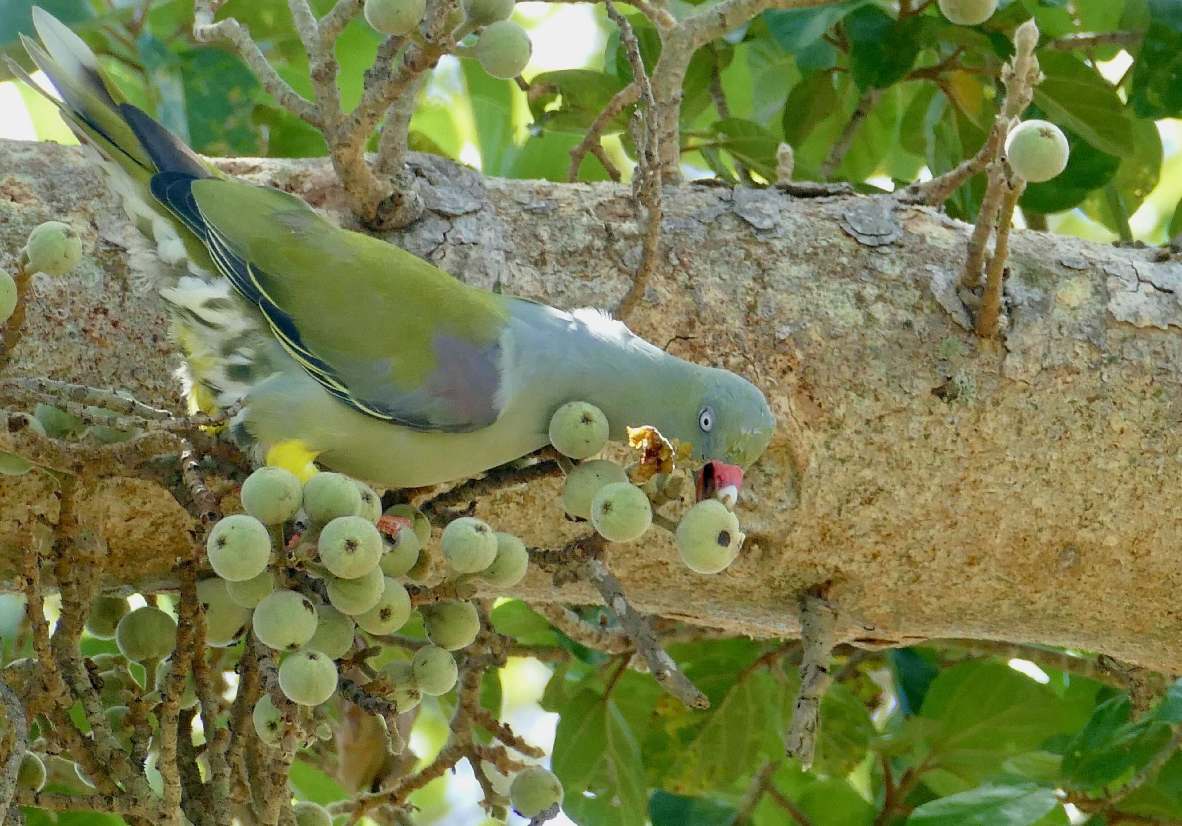 صورة Treron calvus (Temminck 1811)