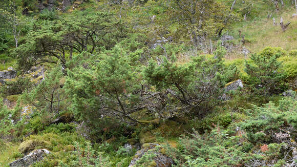 Image of Common Juniper