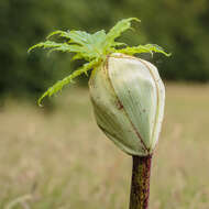 Image of Mantegazzi's Cow-Parsnip