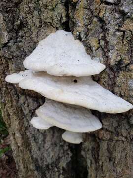 Image of Aurantiporus fissilis (Berk. & M. A. Curtis) H. Jahn ex Ryvarden 1978