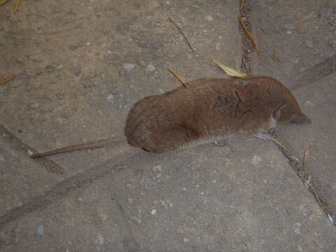 Image of Reddish-gray Musk Shrew