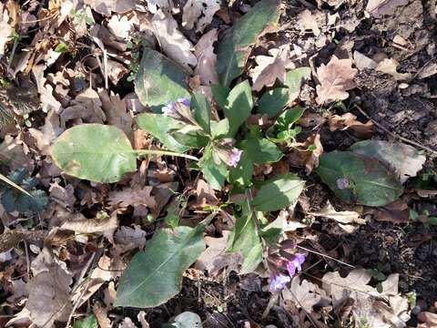 Image of Lungwort