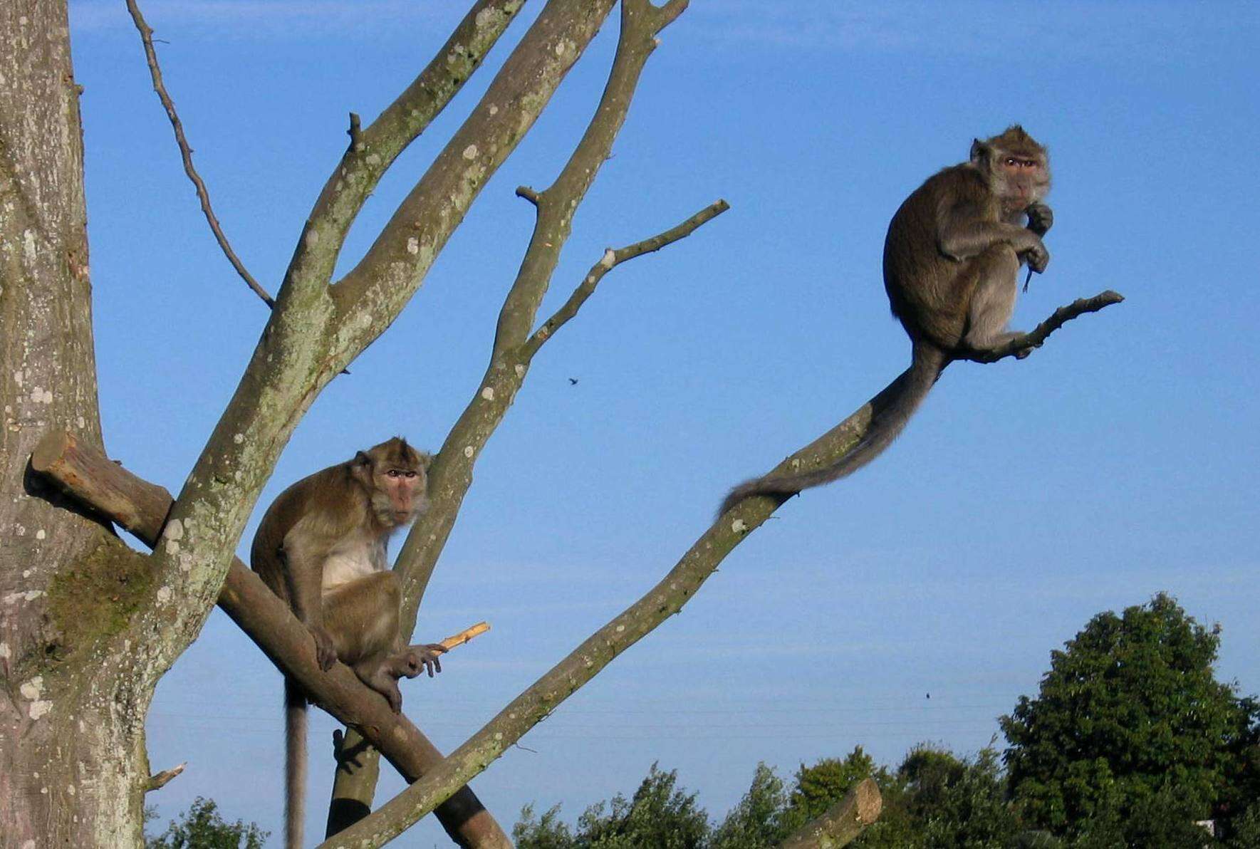 Image of Long-tailed Macaque