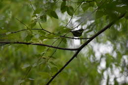 Image of Magnolia Warbler