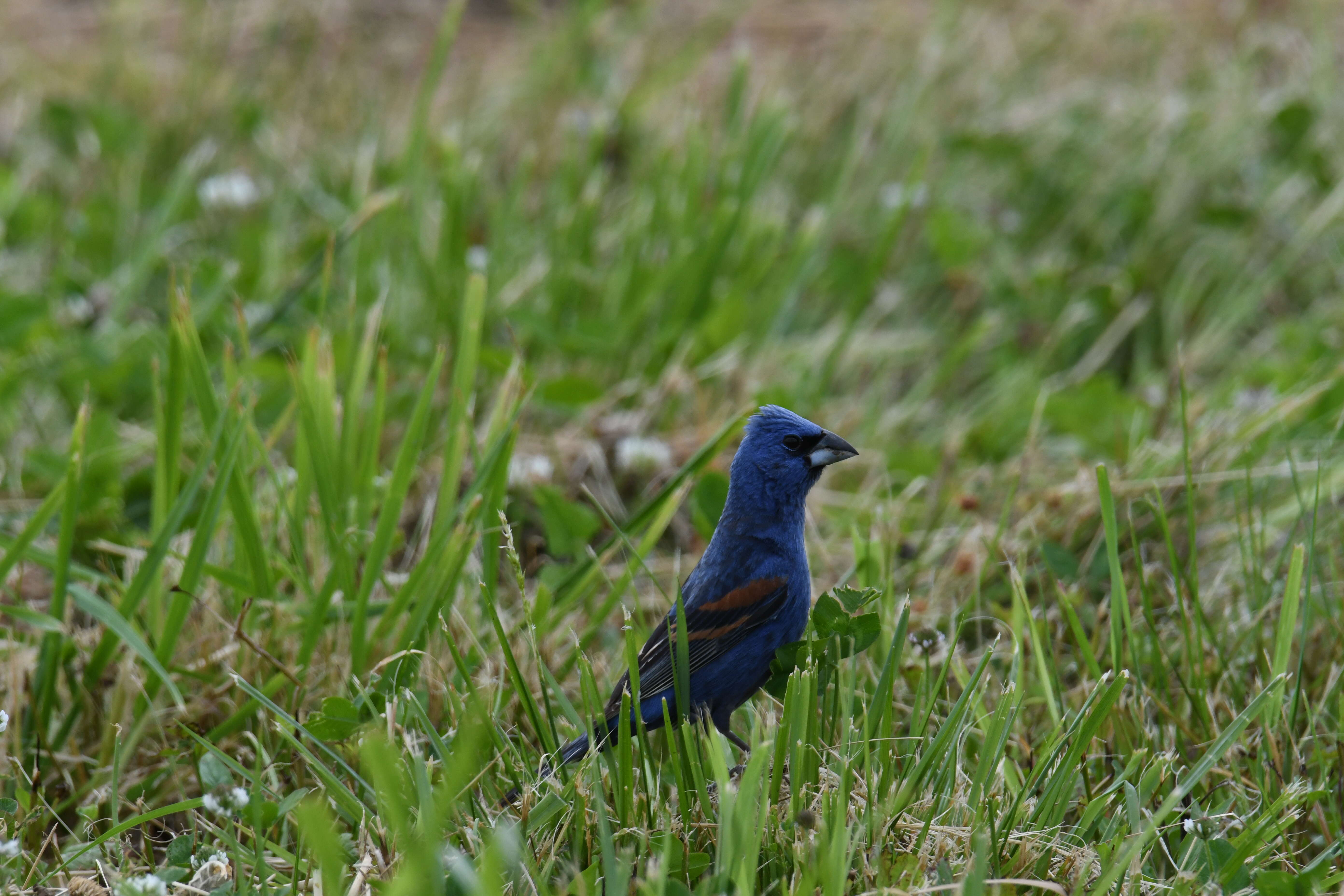 Image of Blue Grosbeak