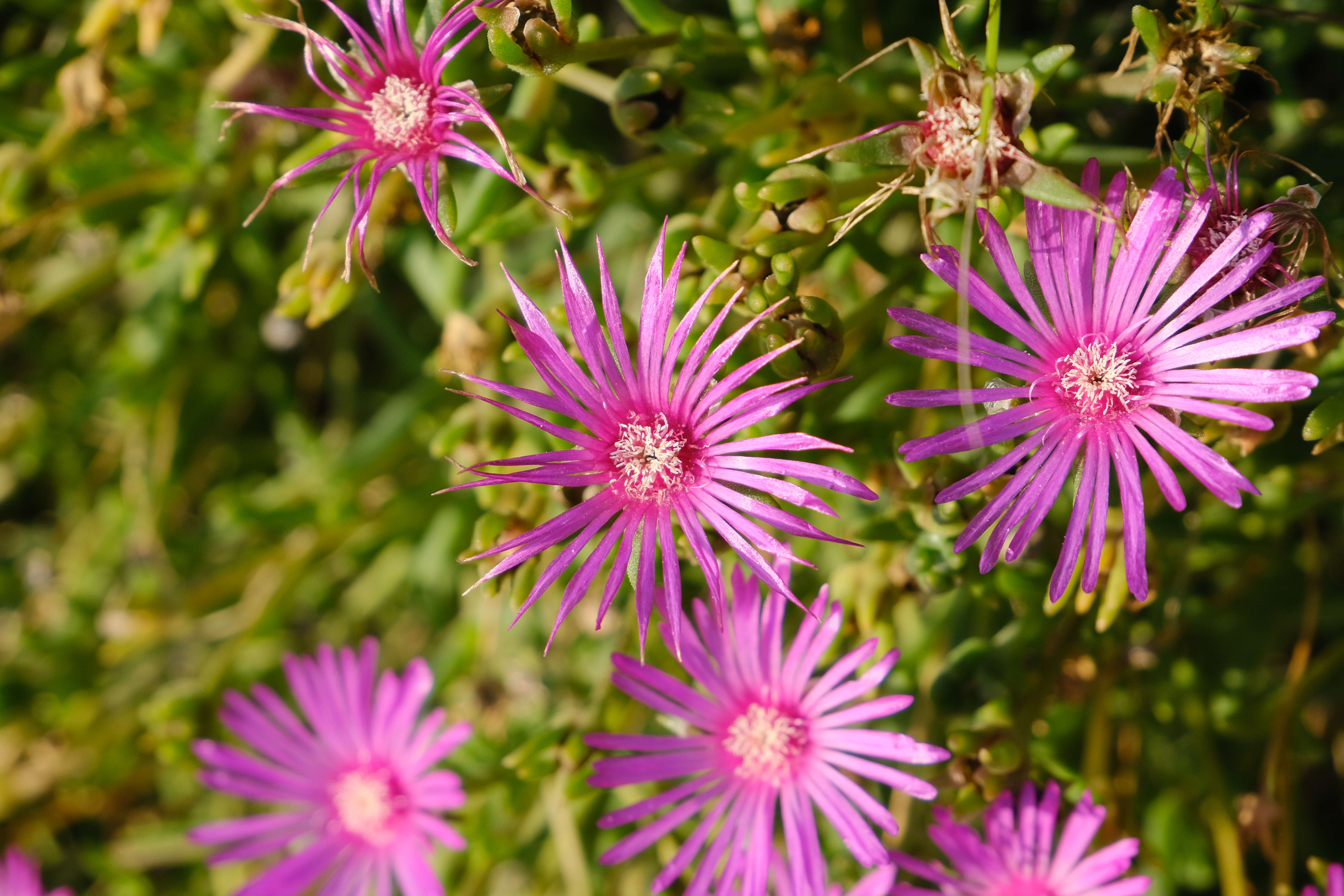 Imagem de Delosperma cooperi (Hook. fil.) L. Bol.