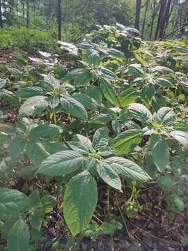 Image of small balsam