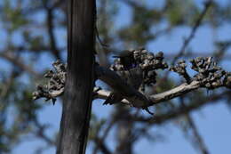 Image of Black-chinned Hummingbird