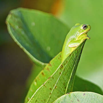 Image of American Green Treefrog