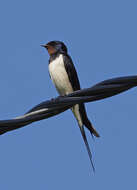 Image of Hirundo Linnaeus 1758