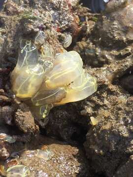 Image of Light-bulb sea squirt