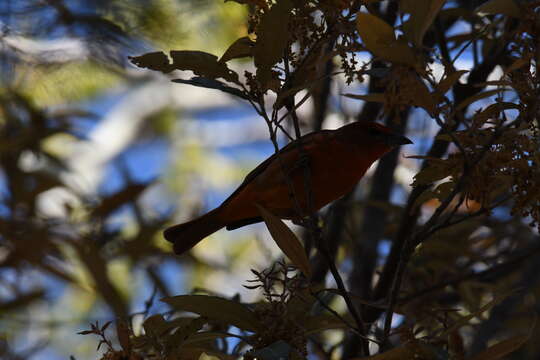 Image of Red Tanager