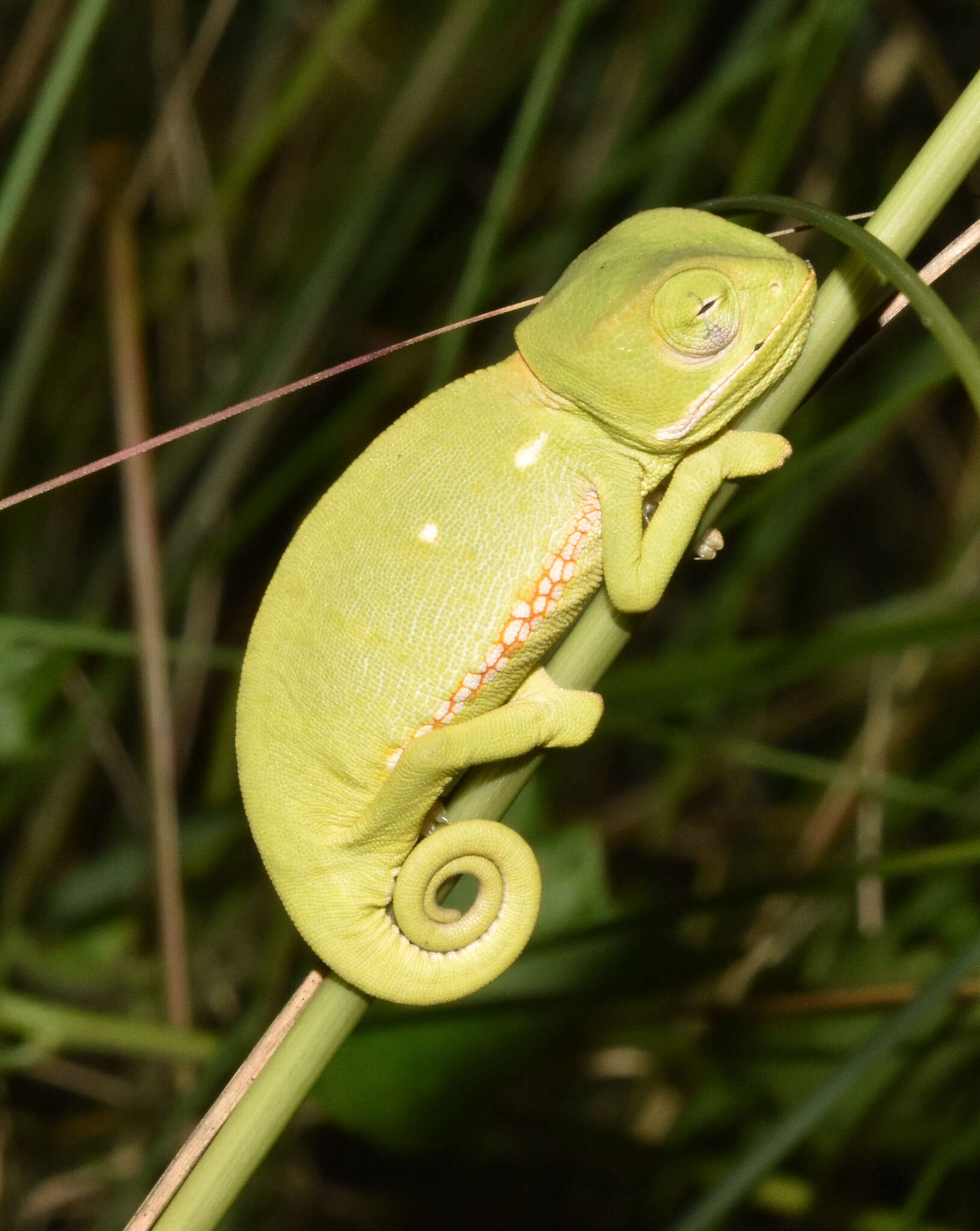 Image of Common African Flap-necked Chameleon