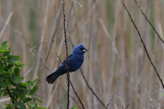 Image of Blue Grosbeak