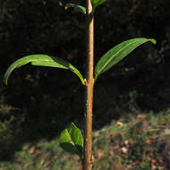 Image of European privet