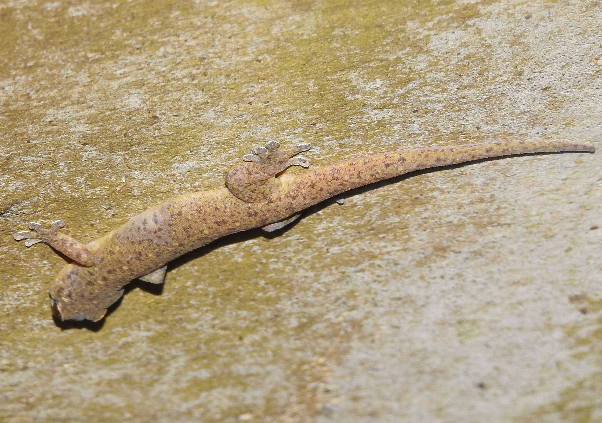 Image of Common Four-clawed Gecko