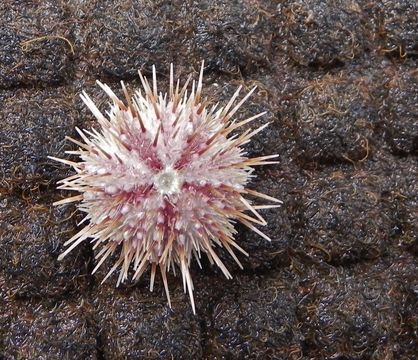 Image of White sea urchin