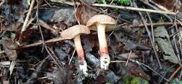 Image of Red-cracking Bolete