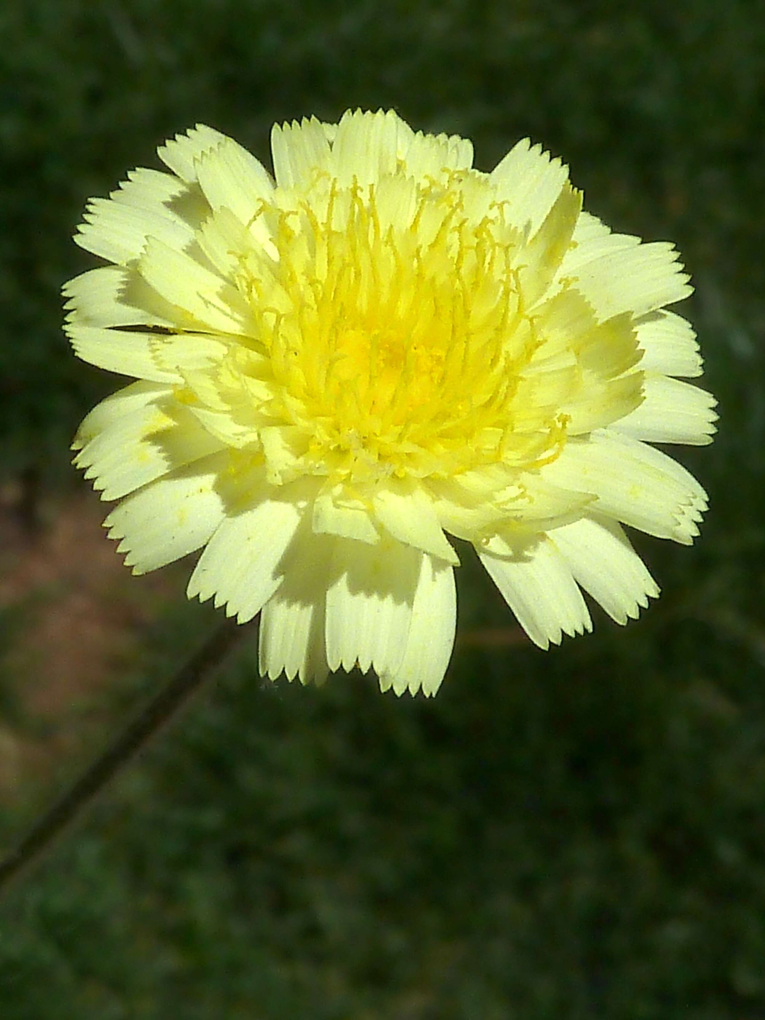 Image of Andryala integrifolia L.