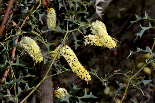 Image of Grevillea flexuosa (Lindl.) Meissner