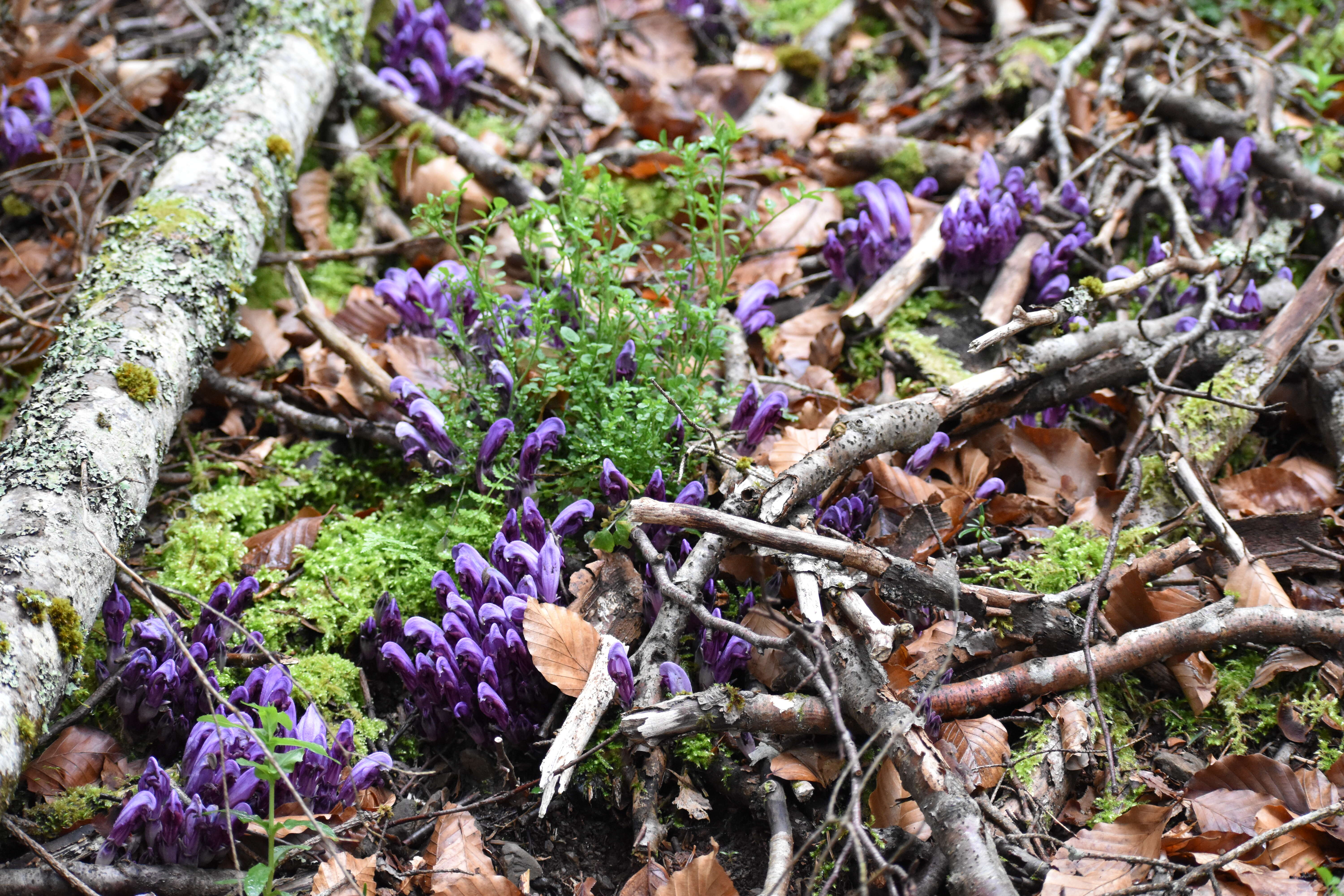 Image of Lathraea clandestina L.