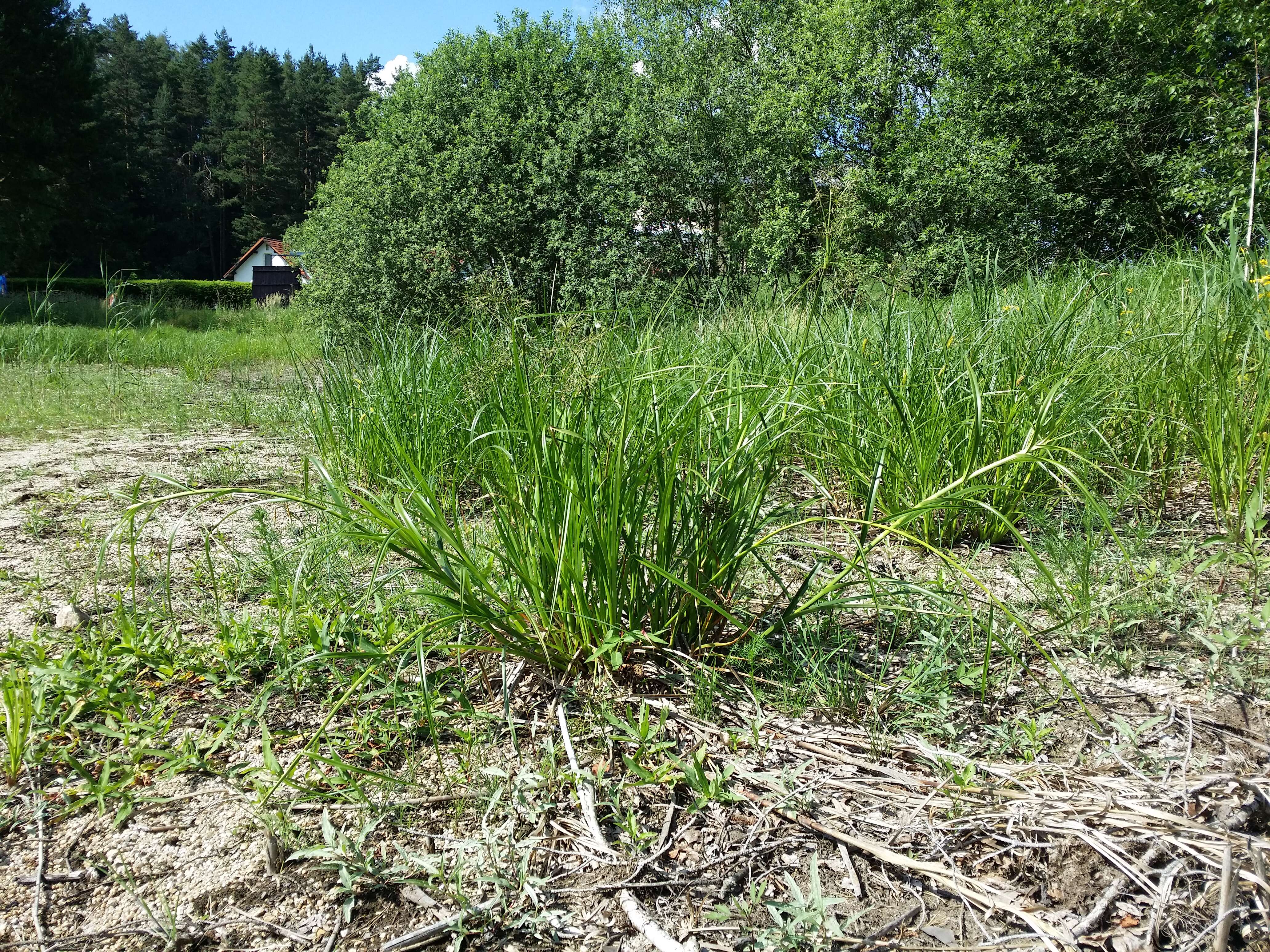 Image of Scirpus radicans Schkuhr