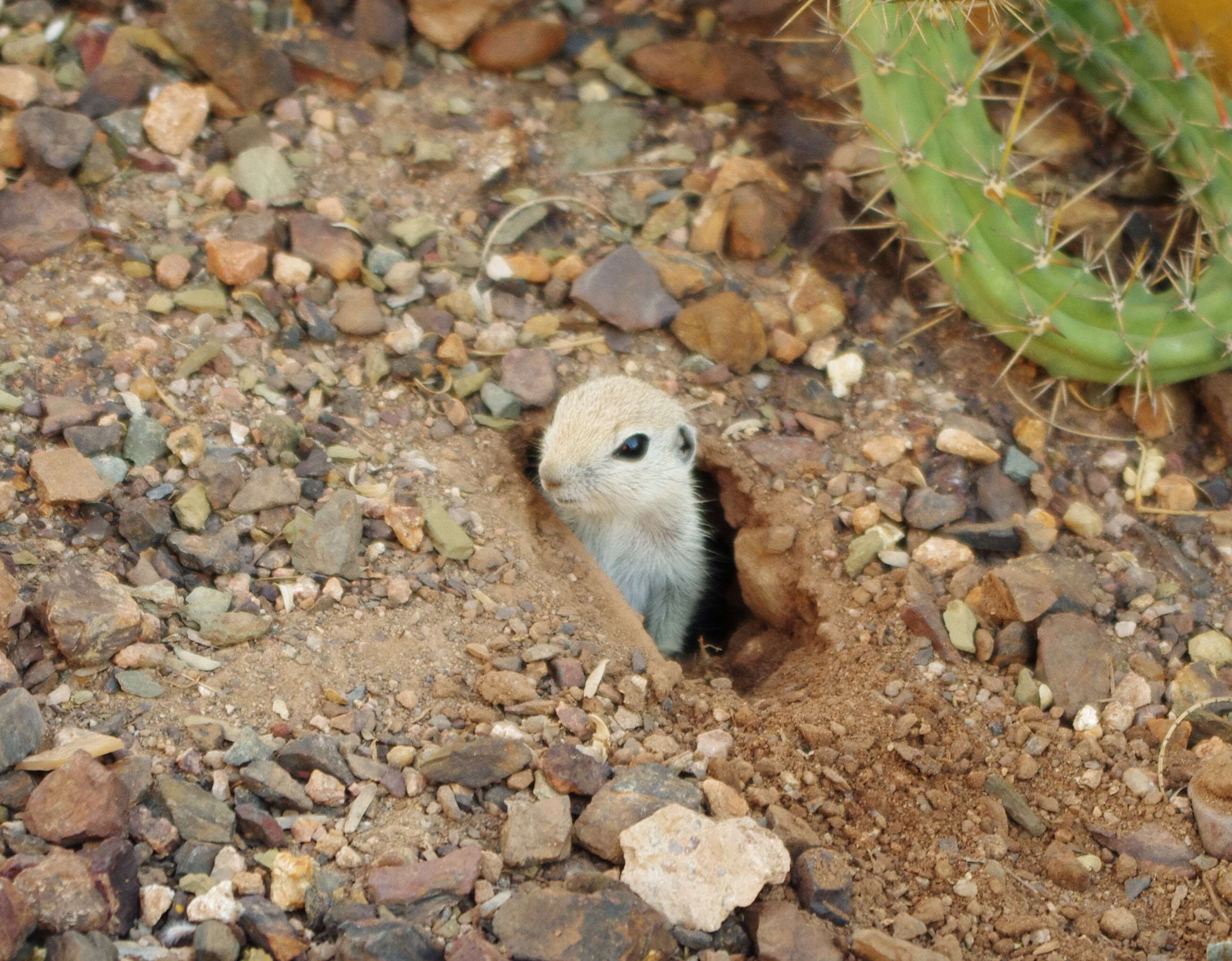 Image of Pygmy Ground Squirrels