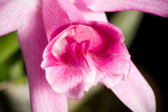 Image of Cattleya pumila Hook.