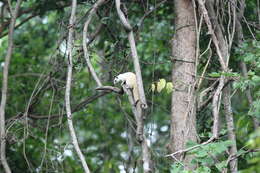 Image of Finlayson’s Squirrel