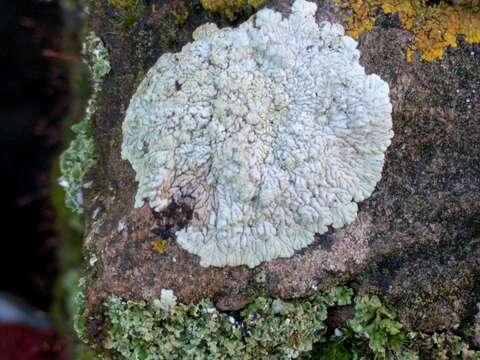 Image of diploicia lichen