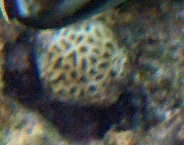 Image of Elliptical Star Coral