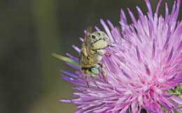 Image of Anthophora bimaculata (Panzer 1798)