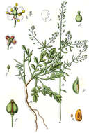 Sivun Lepidium graminifolium L. kuva