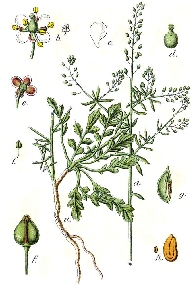 Sivun Lepidium graminifolium L. kuva