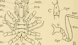 Image of Nymphonidae