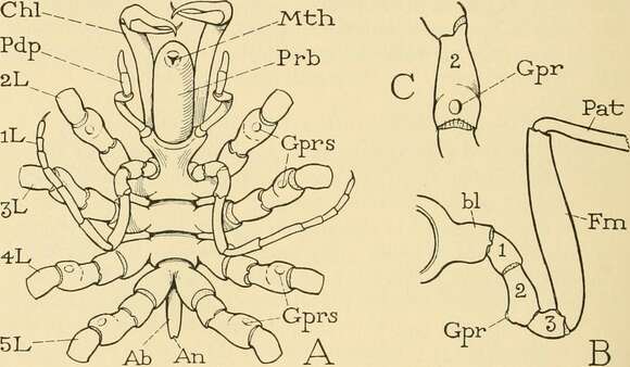 Image of Nymphonidae