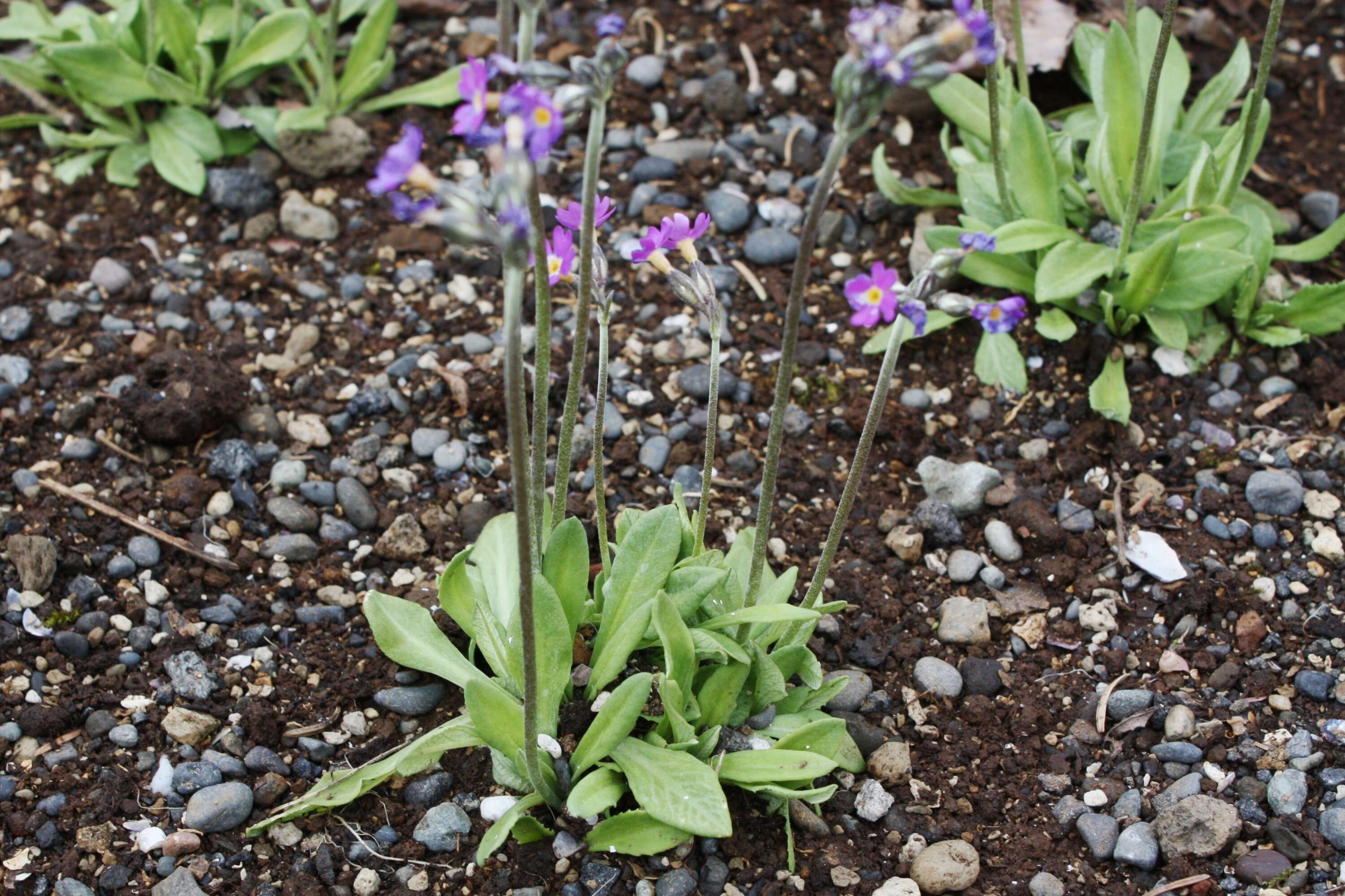 Plancia ëd Primula scandinavica Brunn.