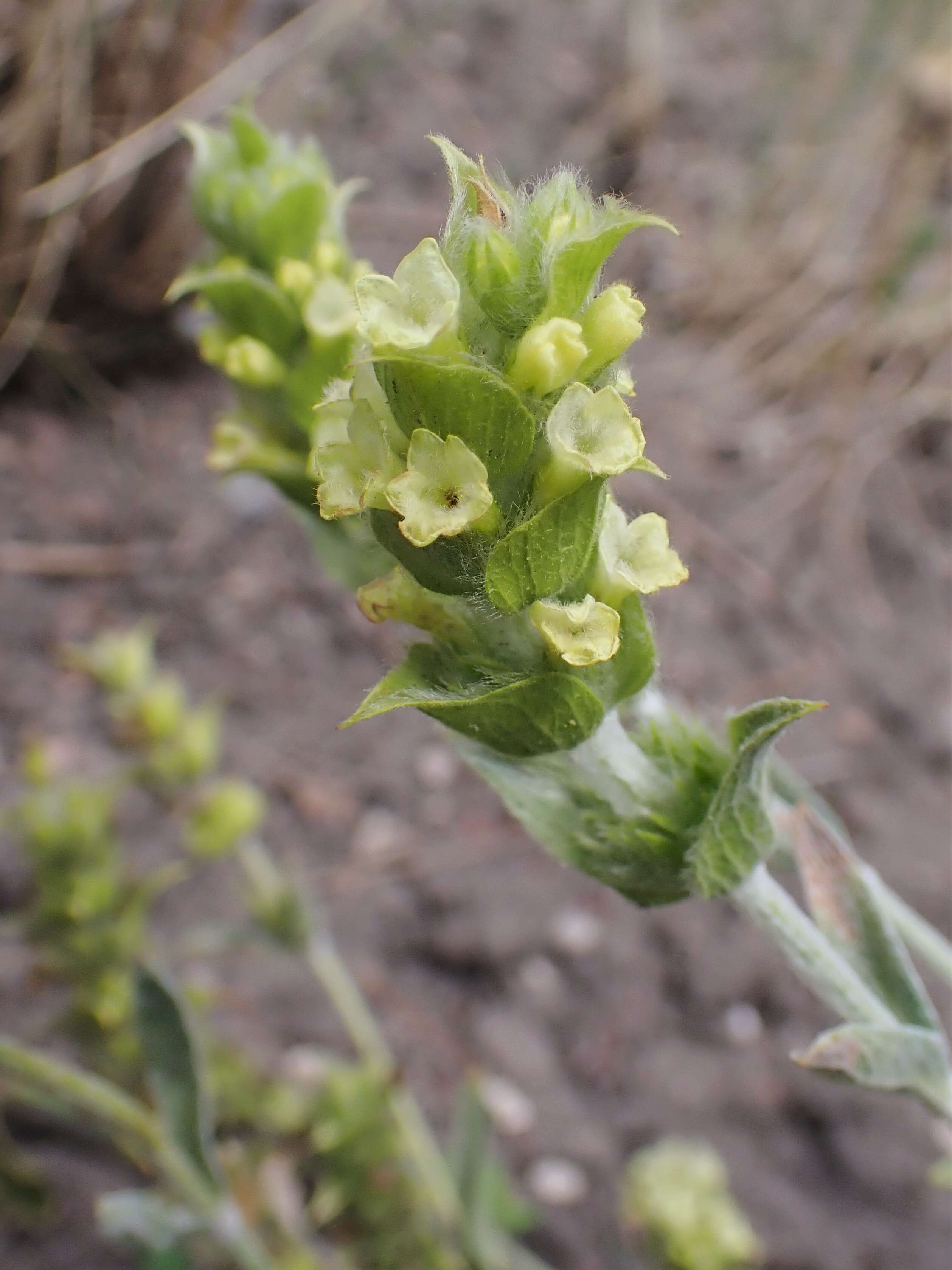 Image de Sideritis syriaca L.