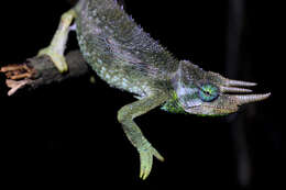 Image of Chamaeleo jacksonii