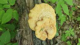 Image of Polyporus tuberaster (Jacq. ex Pers.) Fr. 1821