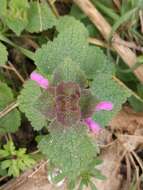 Image of purple archangel