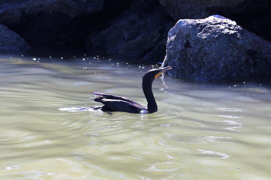 Image of Double-crested Cormorant