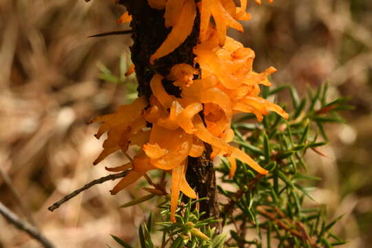 Image of Gymnosporangium clavariiforme (Wulfen) DC. 1805