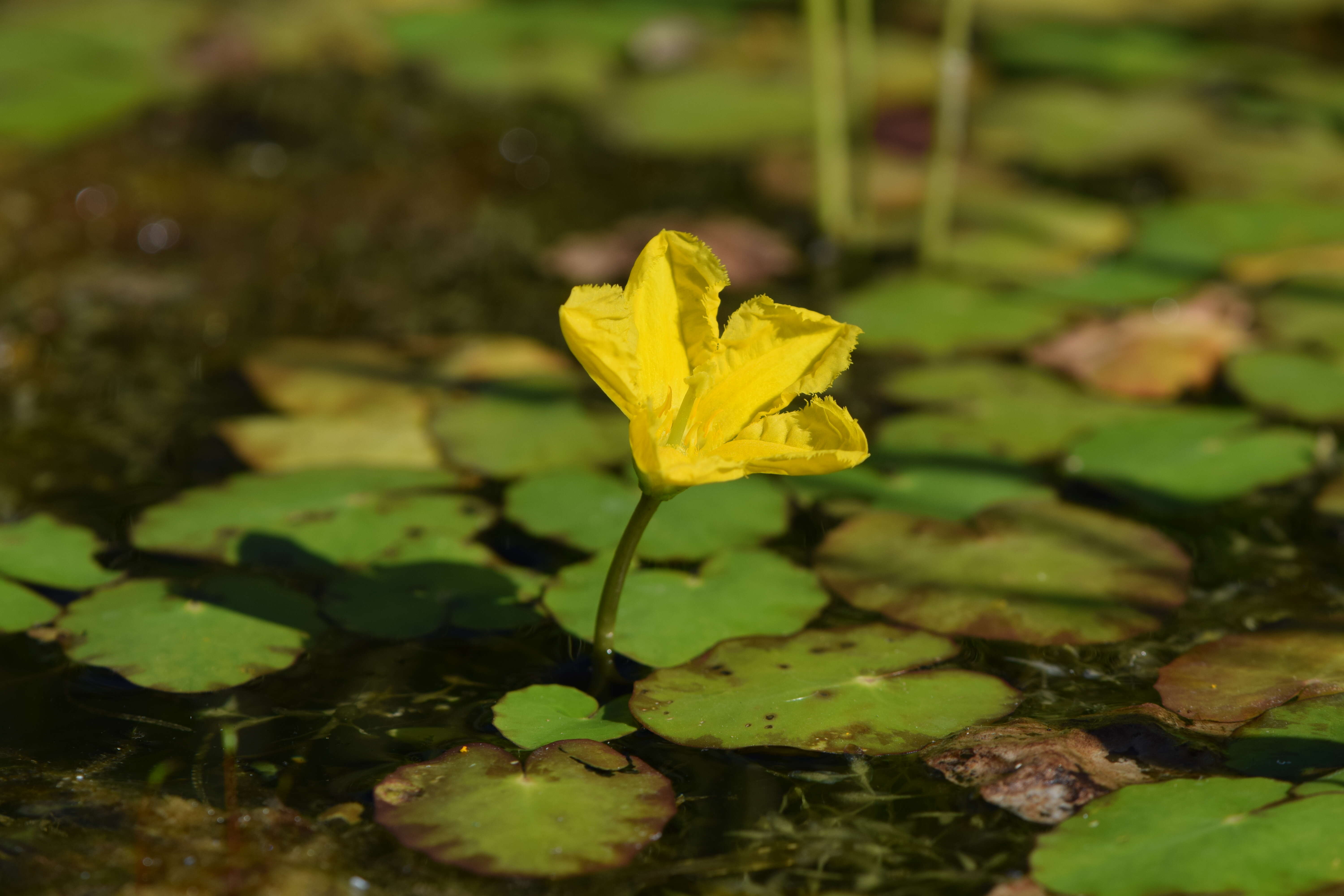 Image of yellow floatingheart