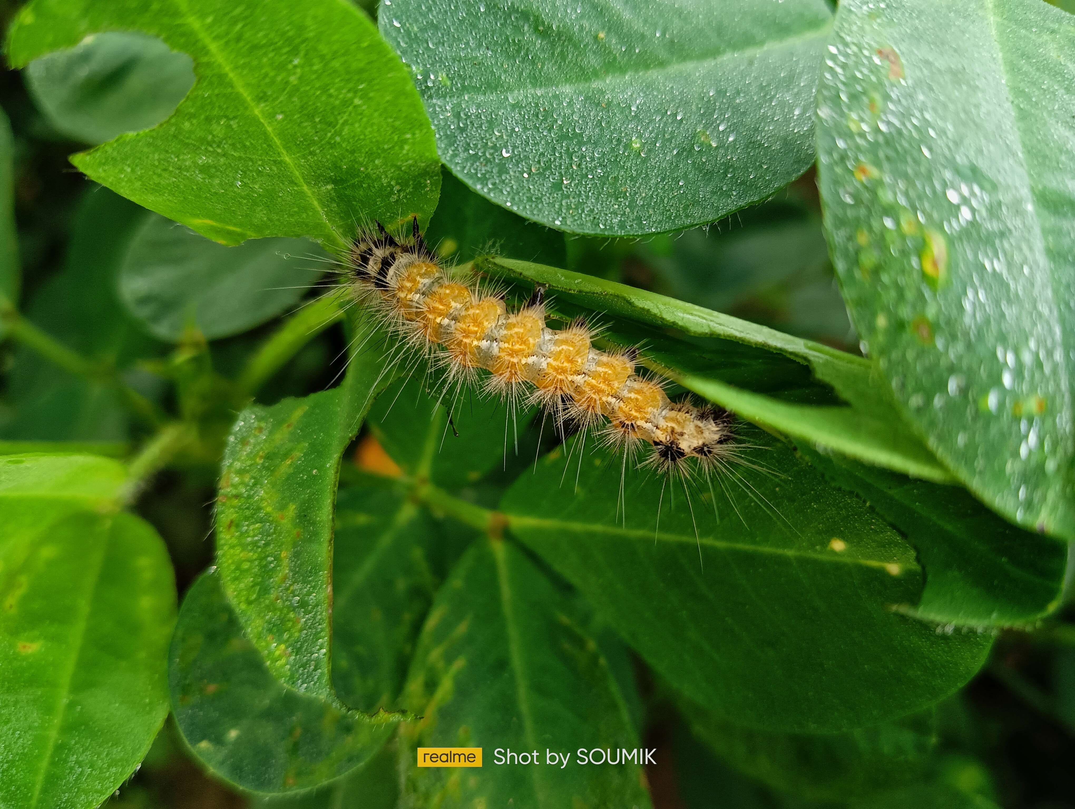 Image of Spilosoma obliqua Walker 1855